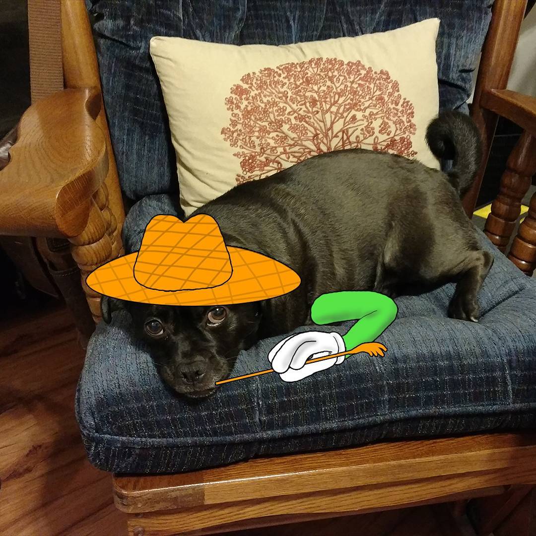 Триногий собака став зіркою соцмереж завдяки мультяшній лапі