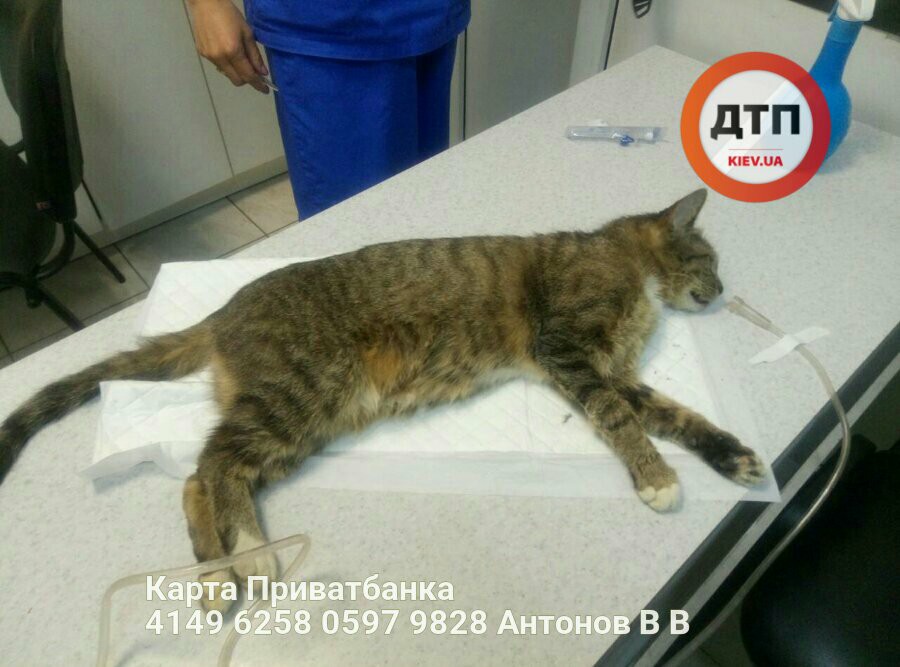 Жорстоко побита в Києві кішка, яку намагалися врятувати, померла