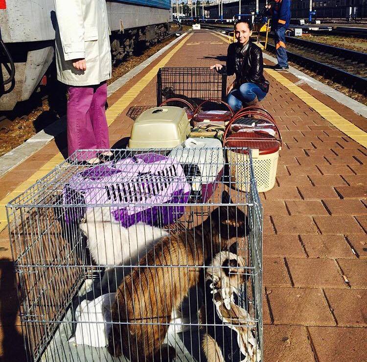 Порятунок тварин