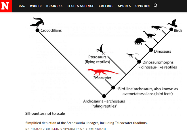 В эволюции динозавров обнаружили неожиданное недостающее звено