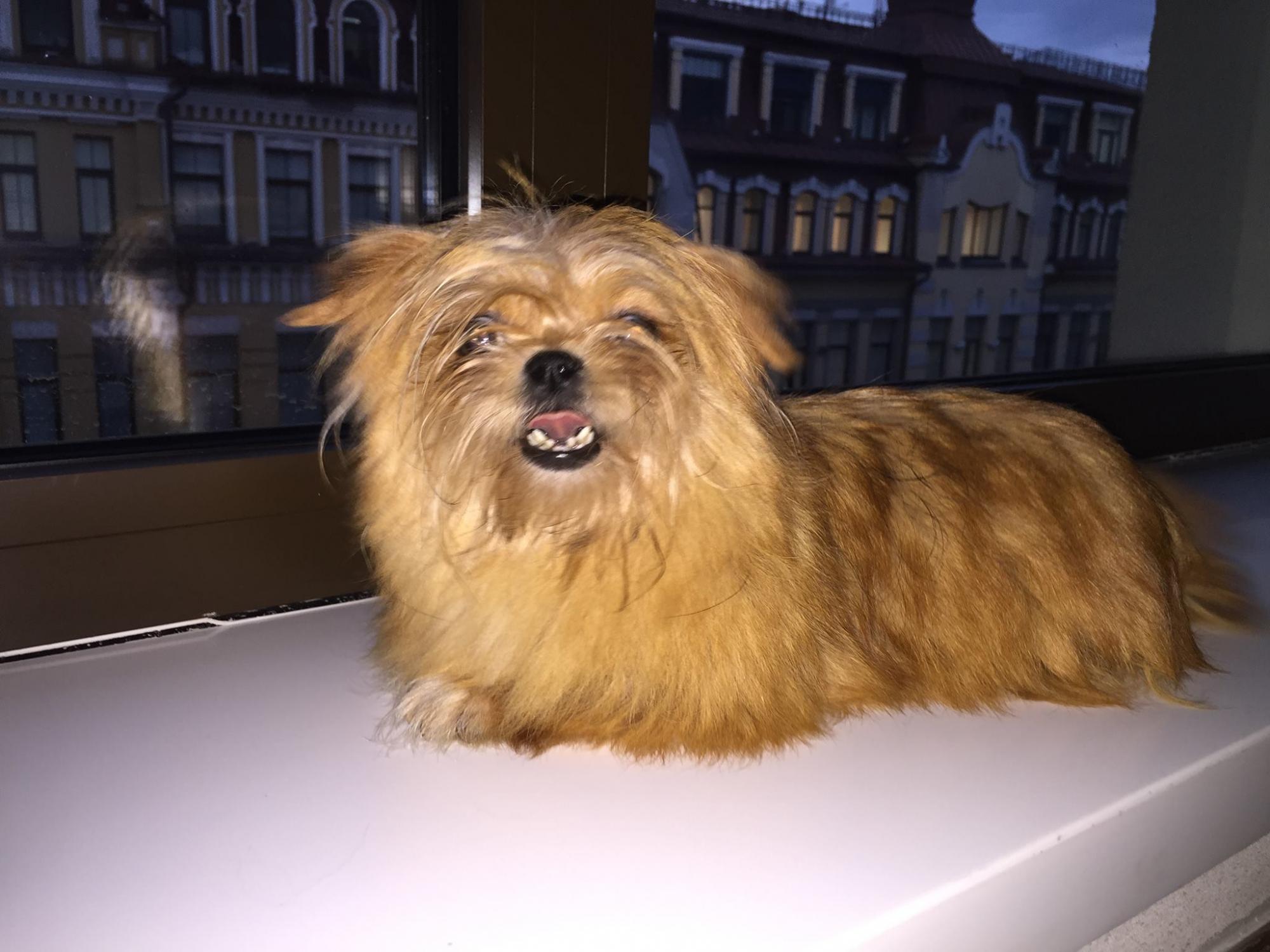 Собаки в розпліднику