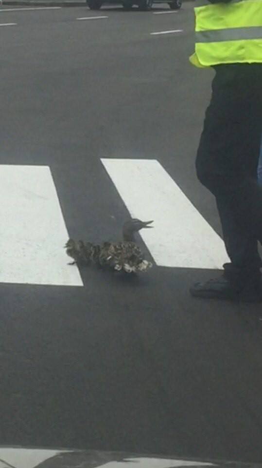 У Києві качки навчилися переходити дорогу по &quot;зебрі&quot;