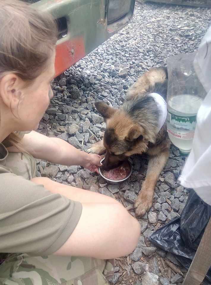 Пес Рекс, який врятував життя бійцям АТО, зворушив соцмережі