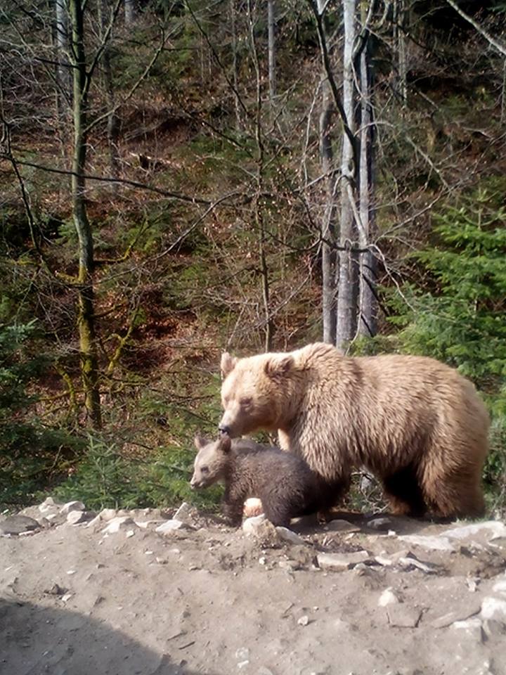 В Карпатському центрі народилося третє ведмежа