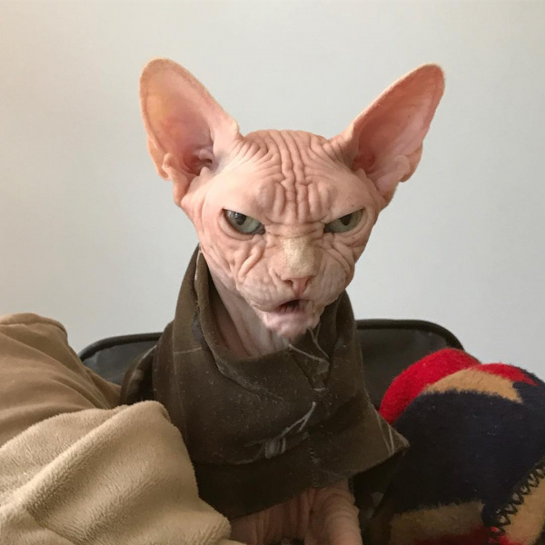 "Самий злий кіт у світі" став новою інтернет-зіркою (фото)