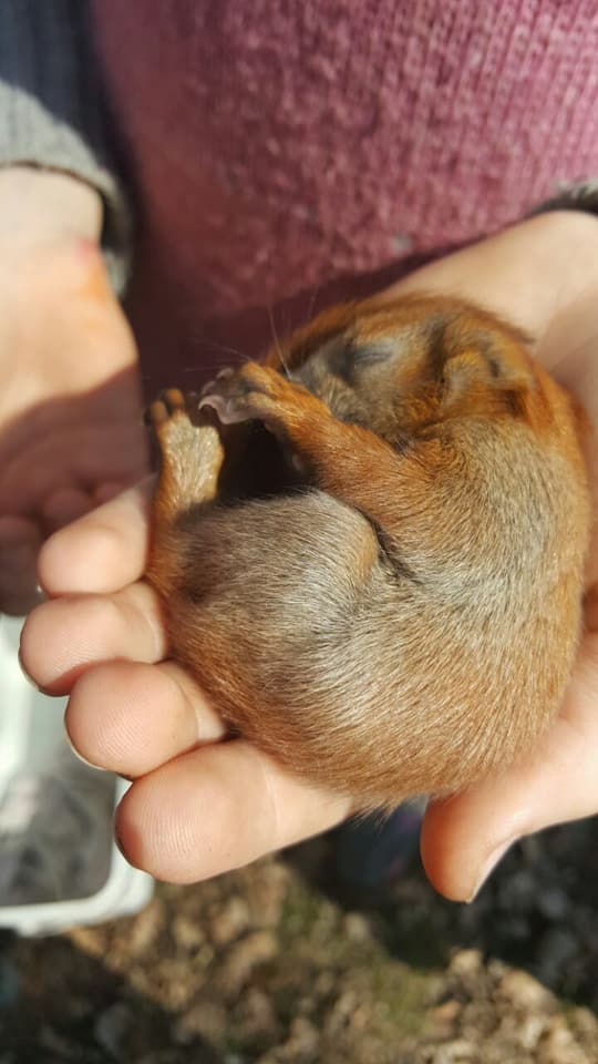 В Киеве просят вернуть сбежавшую ручную белку