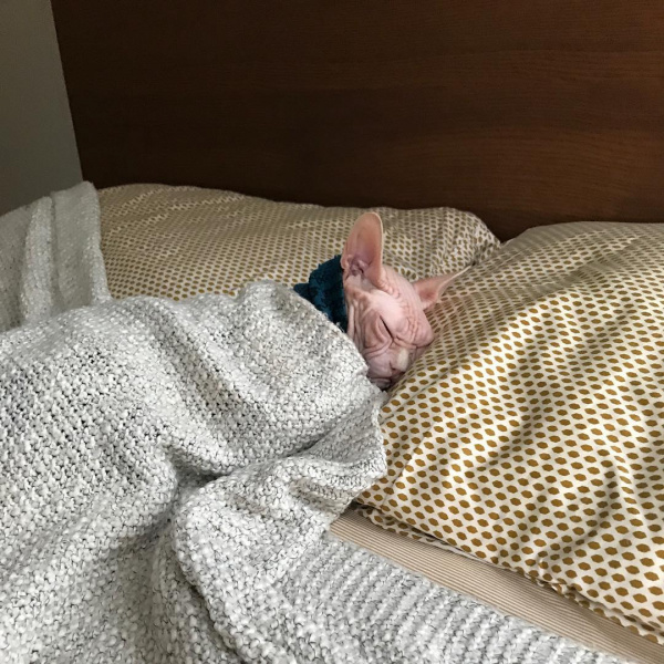 "Самий злий кіт у світі" став новою інтернет-зіркою (фото)