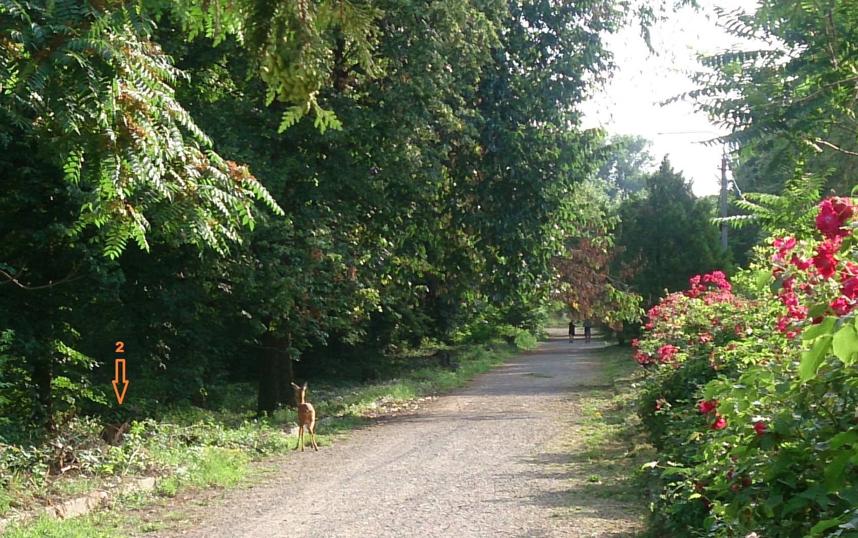 В городском парке Ужгорода поселились олени