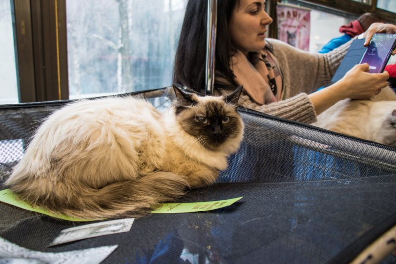 Пухнасті експонати з різних країн: в Києві проходить виставка кішок