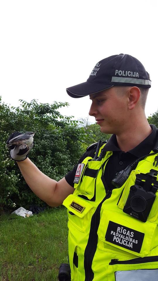 В Латвии воробья сделали младшим инспектором полиции