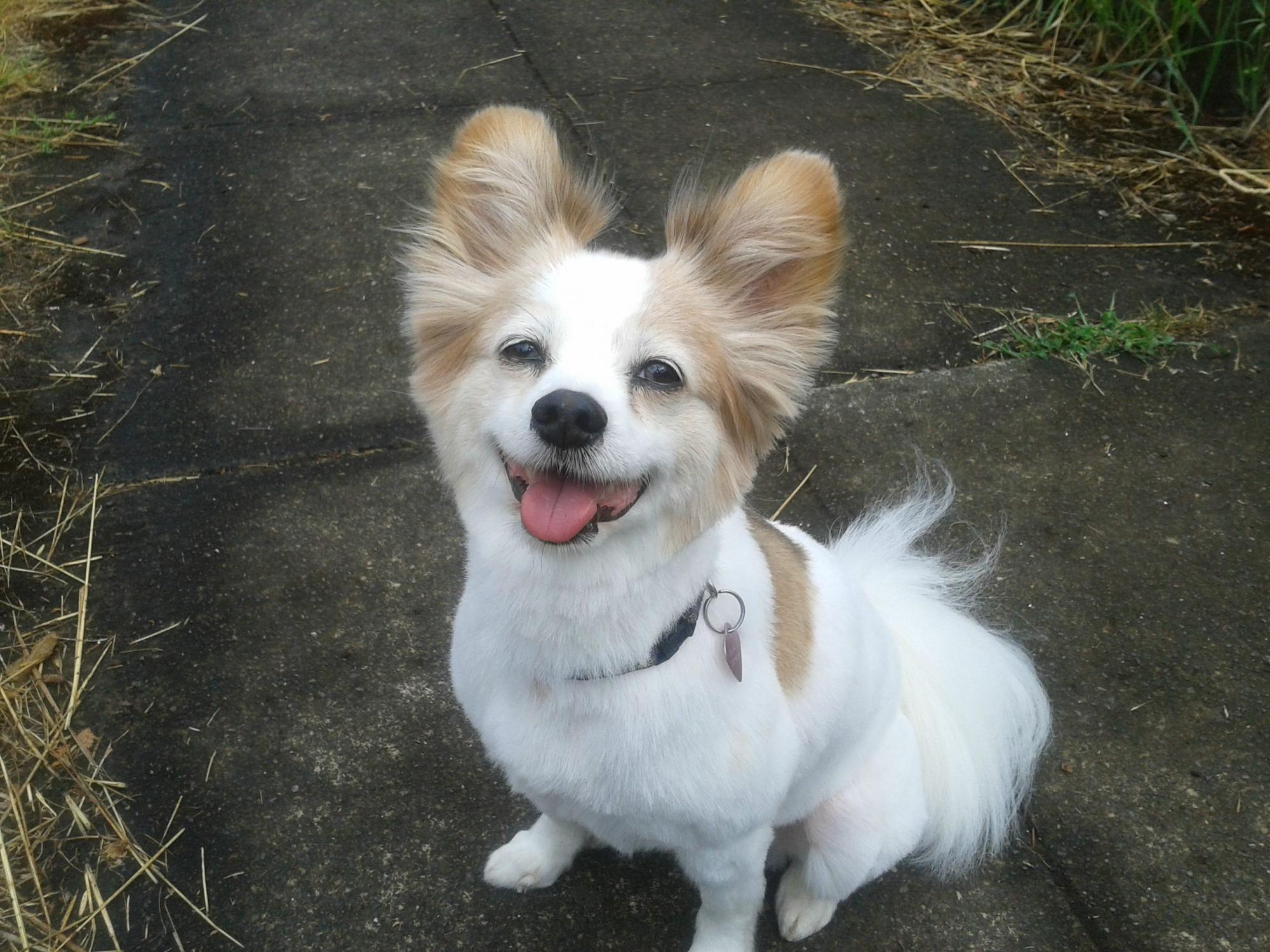 Эти собаки-улыбаки сделают ваше утро (реальные фото)