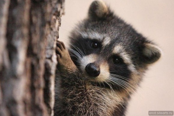 Вот почему хозяева енотов - самые счастливые люди на свете (лучшие фото и видео из сети)