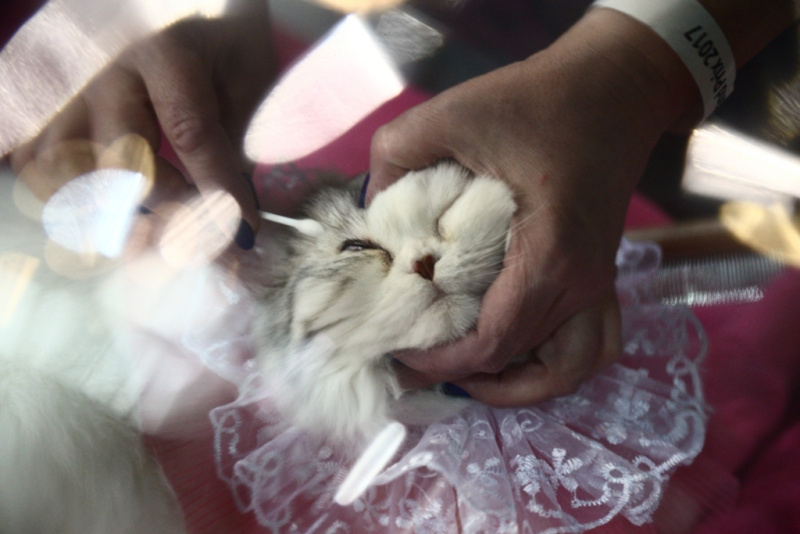 Свыше тысячи кошек представили на грандиозной выставке в Киеве (фоторепортаж)