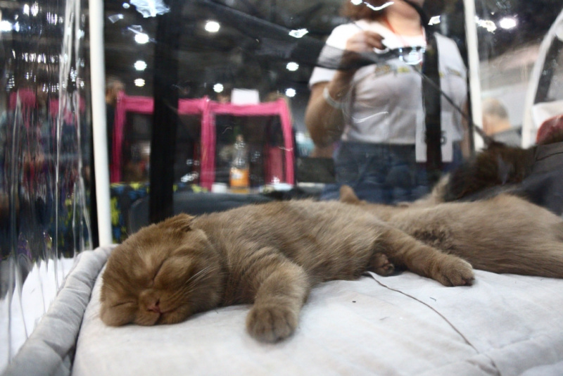 Свыше тысячи кошек представили на грандиозной выставке в Киеве (фоторепортаж)