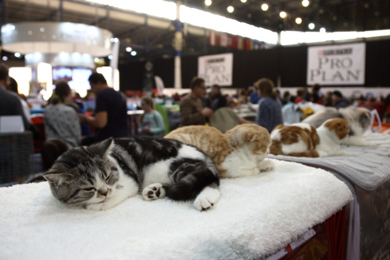 Свыше тысячи кошек представили на грандиозной выставке в Киеве (фоторепортаж)