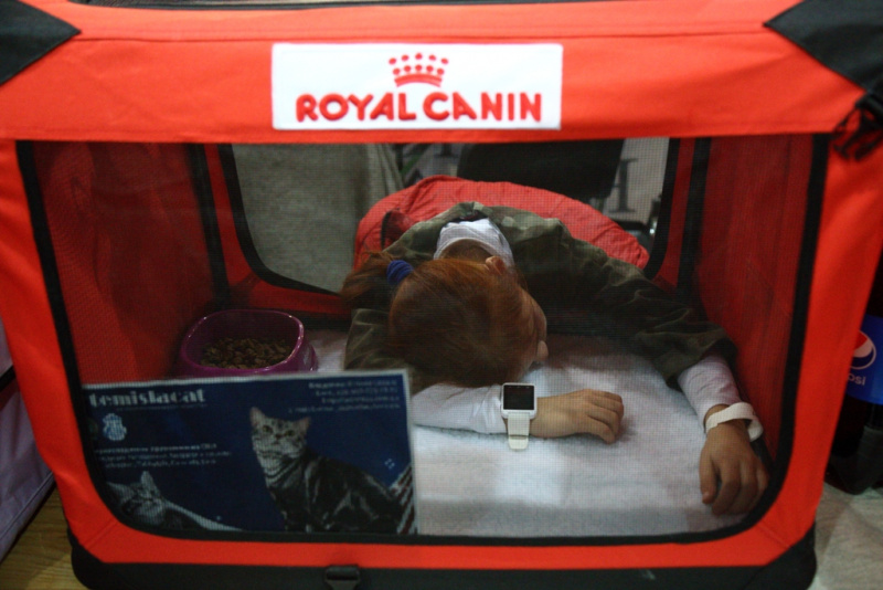 Свыше тысячи кошек представили на грандиозной выставке в Киеве (фоторепортаж)