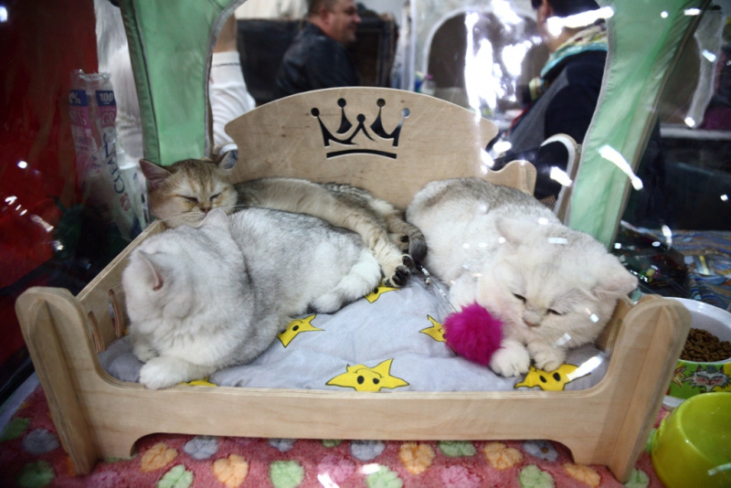 Свыше тысячи кошек представили на грандиозной выставке в Киеве (фоторепортаж)