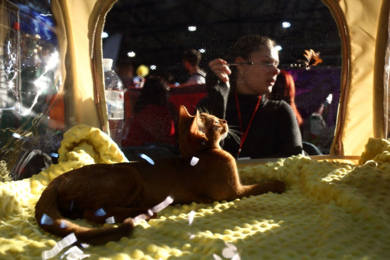 Свыше тысячи кошек представили на грандиозной выставке в Киеве (фоторепортаж)