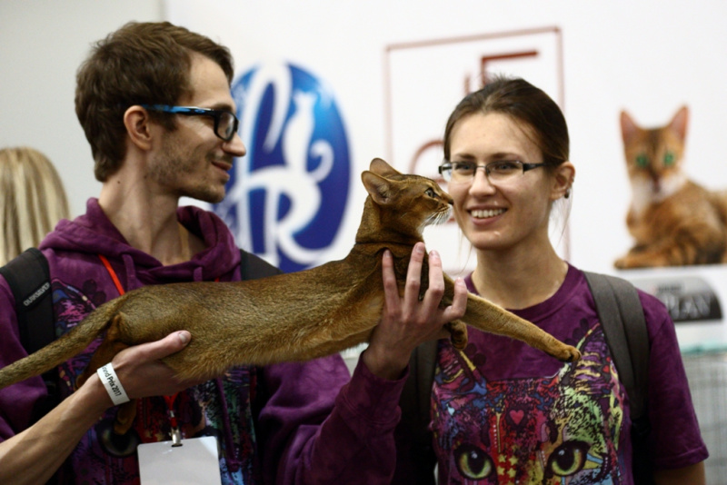 Свыше тысячи кошек представили на грандиозной выставке в Киеве (фоторепортаж)