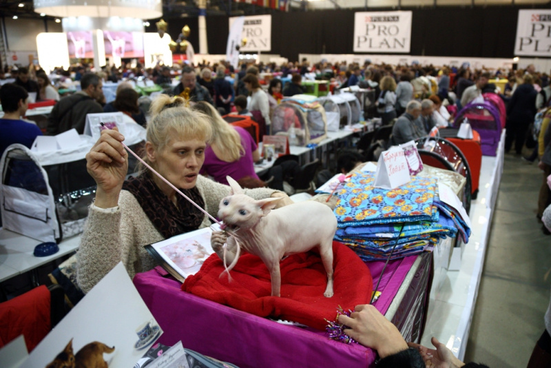 Свыше тысячи кошек представили на грандиозной выставке в Киеве (фоторепортаж)