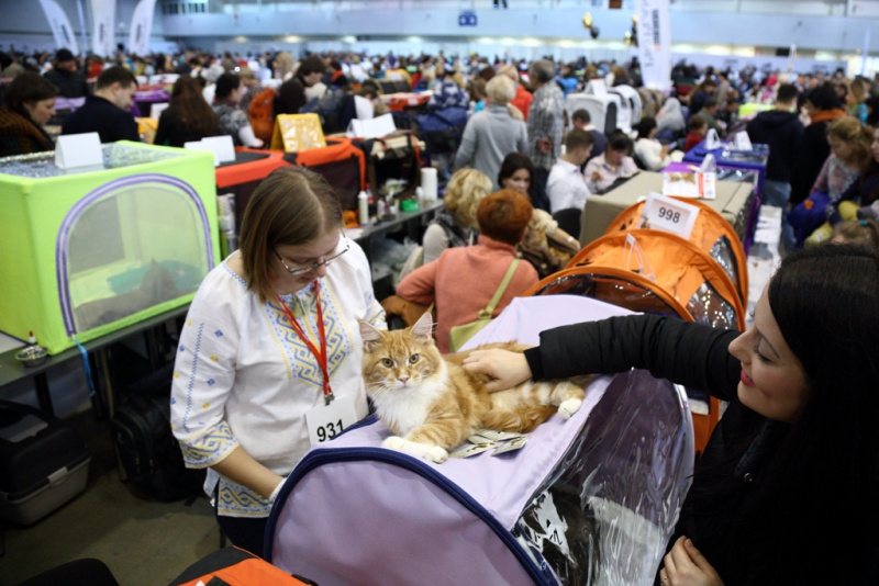 Свыше тысячи кошек представили на грандиозной выставке в Киеве (фоторепортаж)