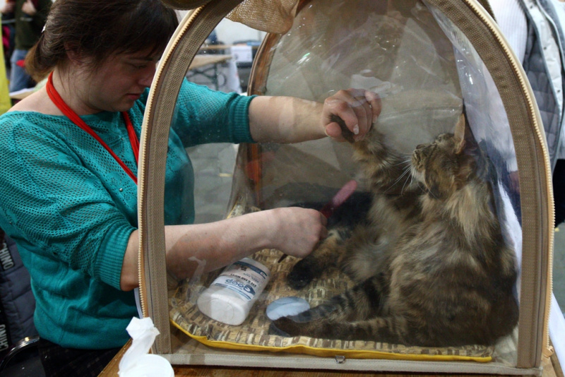 Свыше тысячи кошек представили на грандиозной выставке в Киеве (фоторепортаж)