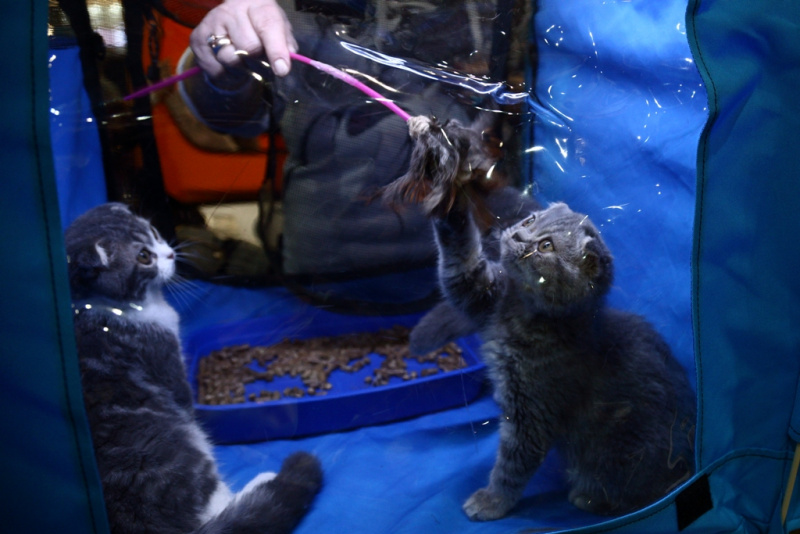 Свыше тысячи кошек представили на грандиозной выставке в Киеве (фоторепортаж)