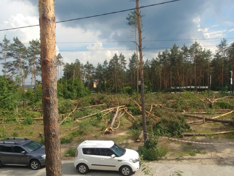 Назад в 90-е: как "титушки" и "братки" уничтожают лес в Гостомеле