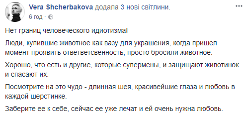 "Лечить не будем": в сети просят помочь кошке дорогой породы, которую бросили хозяева (фото)