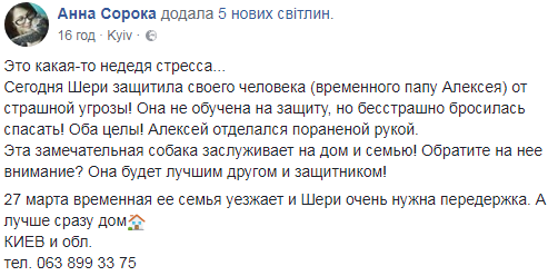 &quot;Бесстрашно бросилась спасать&quot;: сеть растрогала история про храбрую собаку в Киеве