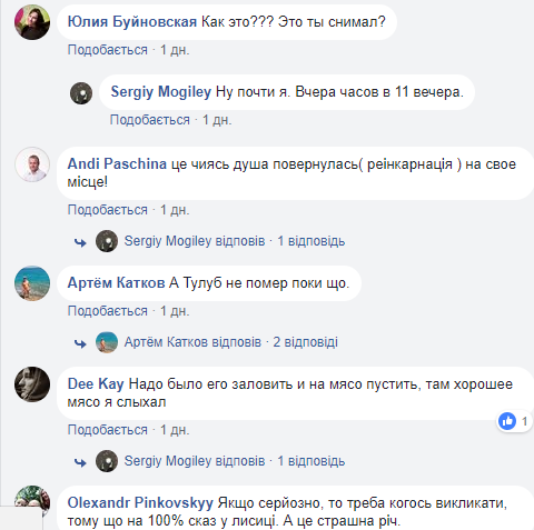 В Черкассах местные жители заметили, как лиса гуляла под стенами ОГА (видео)