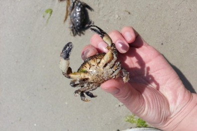  краб на пляже Одессы