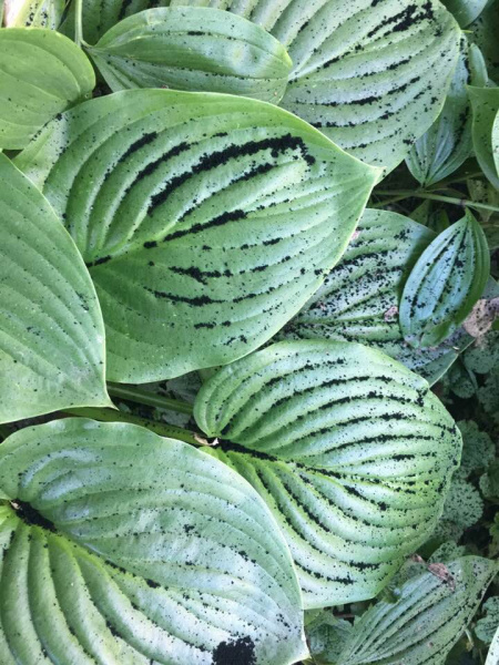 "Нестерпимый смрад": в Винницкой области из-за техногенных выбросов село "замело" сажей (фото)