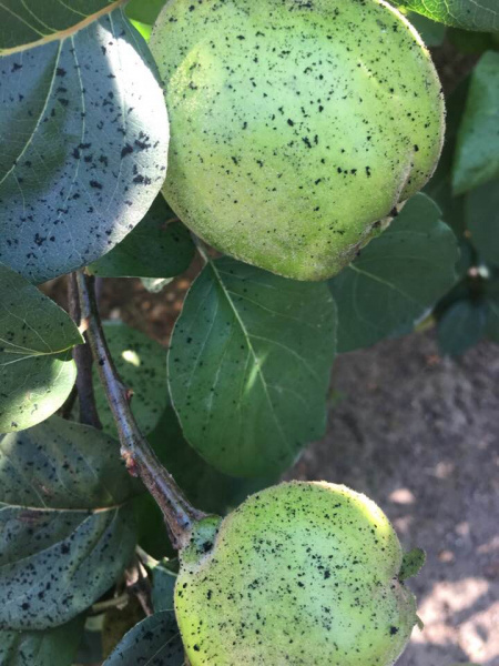 "Нестерпимый смрад": в Винницкой области из-за техногенных выбросов село "замело" сажей (фото)