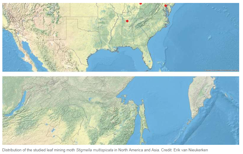 Російська міль налякала США - вчені