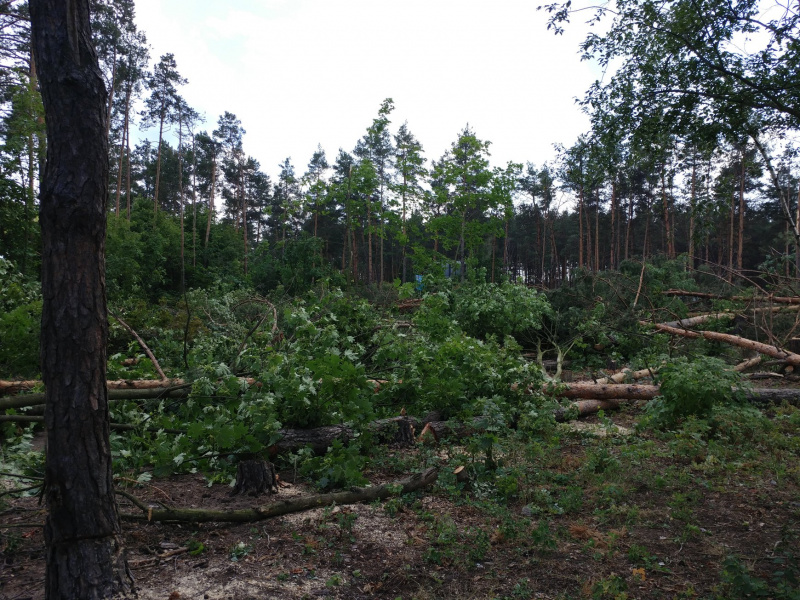 Назад в 90-е: как "титушки" и "братки" уничтожают лес в Гостомеле