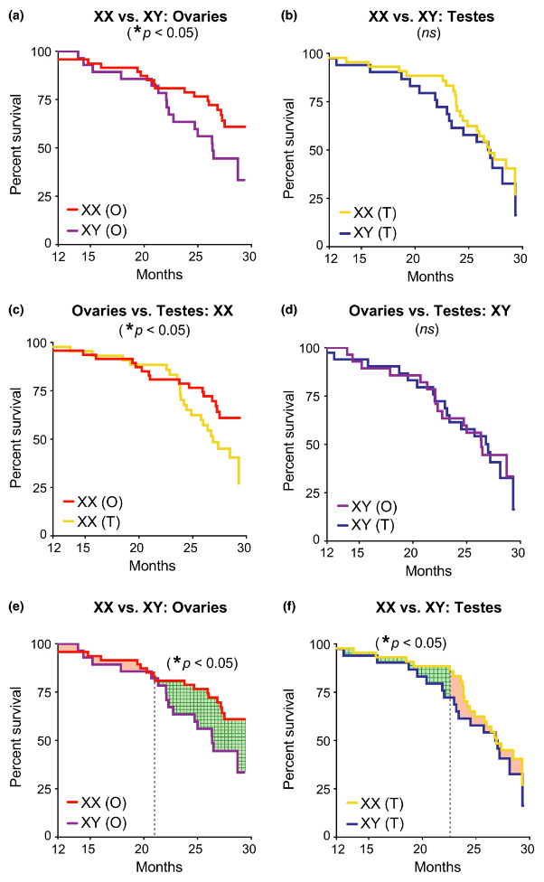 Вчені назвали причину жіночого довголіття