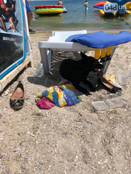 "З місця не рухається": в Одесі з'явився Хатіко (фото)