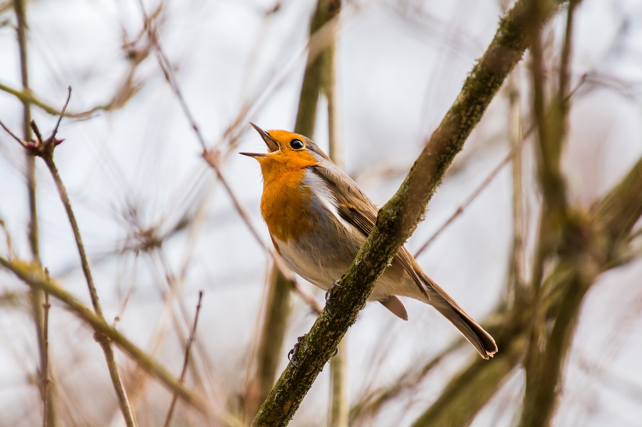 Повезет не всем: где в Украине пройдут дожди