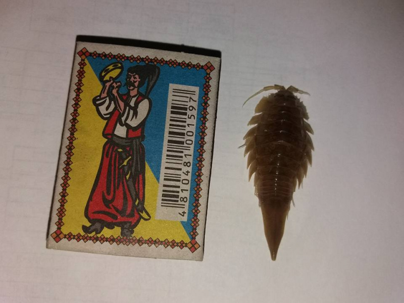 "Хто знає - що це таке?!": в Тернополі жінка купила рибу з "чужим" (фото)