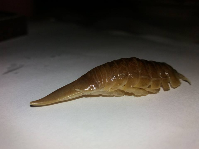 "Хто знає - що це таке?!": в Тернополі жінка купила рибу з "чужим" (фото)