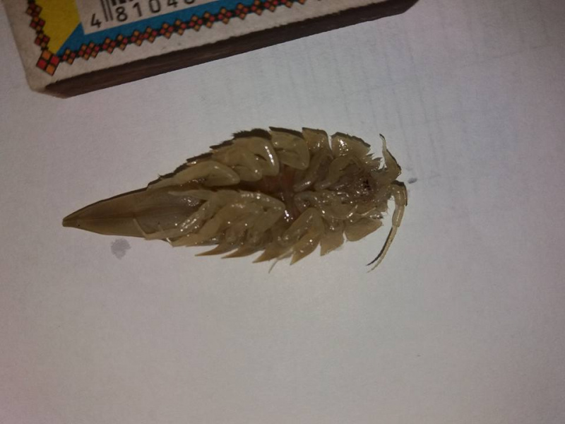 "Хто знає - що це таке?!": в Тернополі жінка купила рибу з "чужим" (фото)