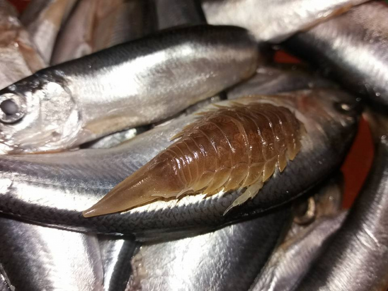 "Хто знає - що це таке?!": в Тернополі жінка купила рибу з "чужим" (фото)