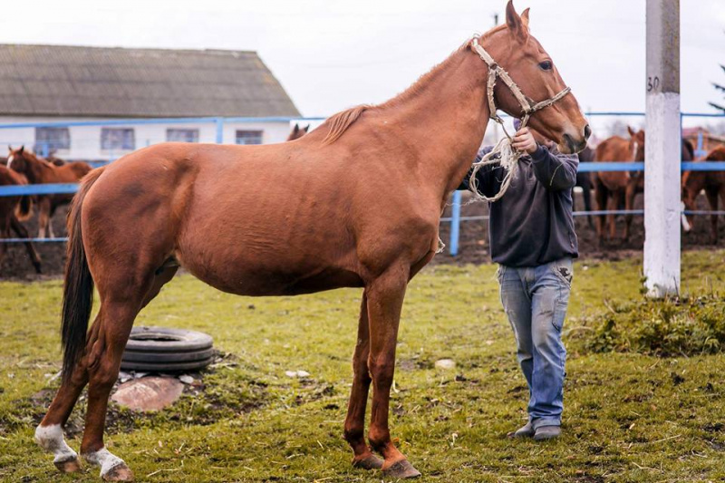 &quot;Інакше на м'ясокомбінат&quot;: в мережі просять терміново допомогти коням