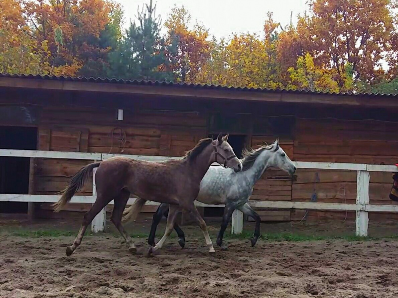 &quot;Інакше на м'ясокомбінат&quot;: в мережі просять терміново допомогти коням
