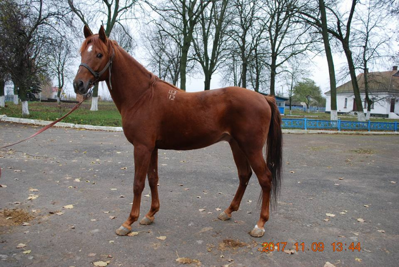 &quot;Інакше на м'ясокомбінат&quot;: в мережі просять терміново допомогти коням