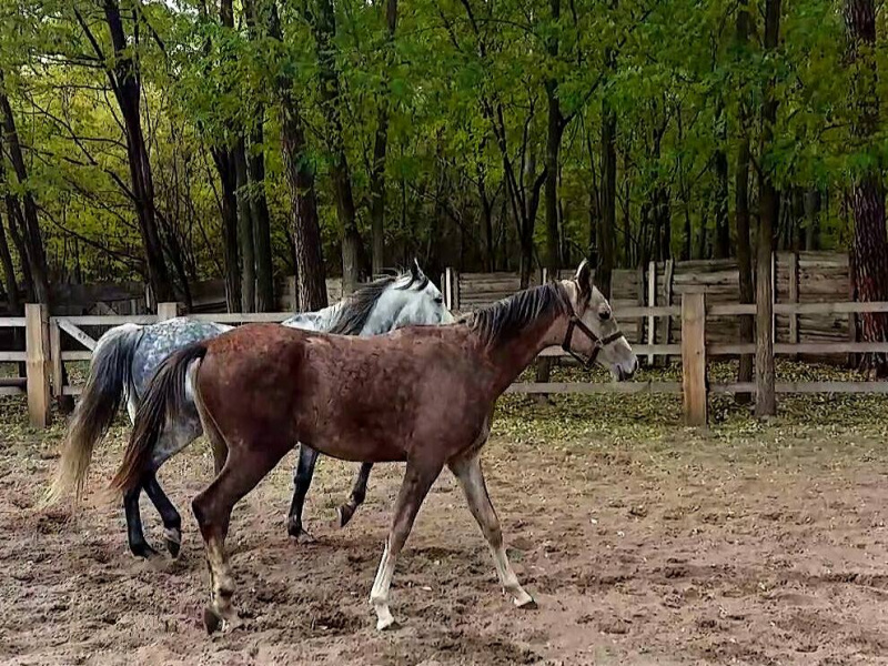 &quot;Інакше на м'ясокомбінат&quot;: в мережі просять терміново допомогти коням
