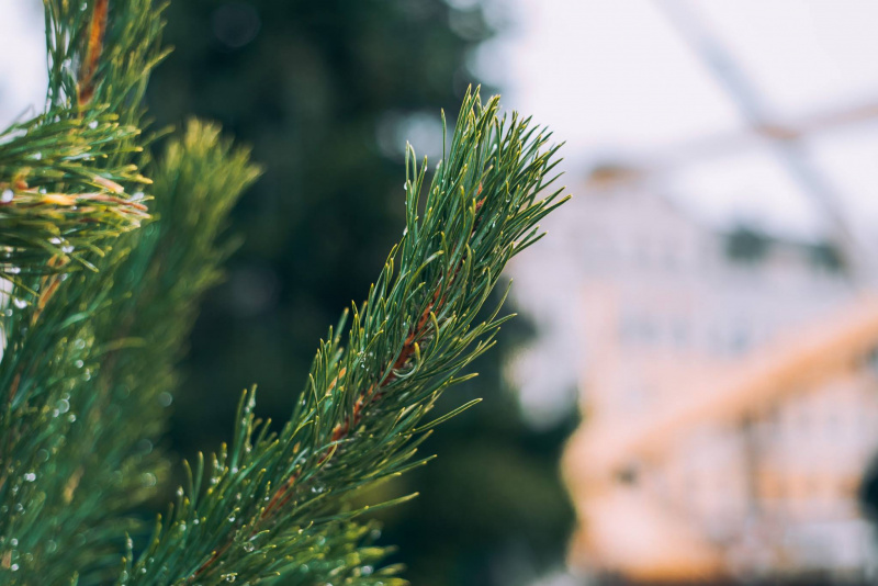 Осталось четыре дня: появились новые фото новогодних приготовлений в центре Киева