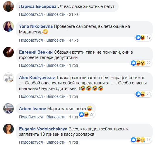 Ловить опасно: по Харькову разгуливает зебра, сбежавшая из экопарка