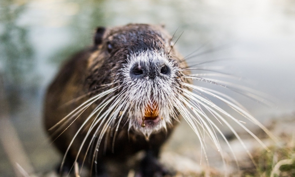 В России начали продавать фаст-фуд с мясом грызунов